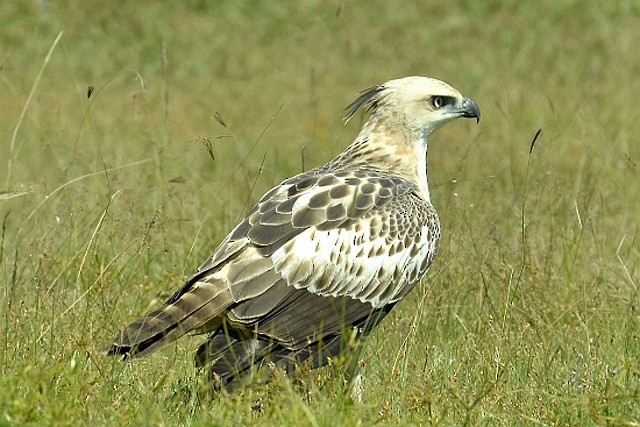 Changeable Hawk-Eagle (Crested) - ML377087261