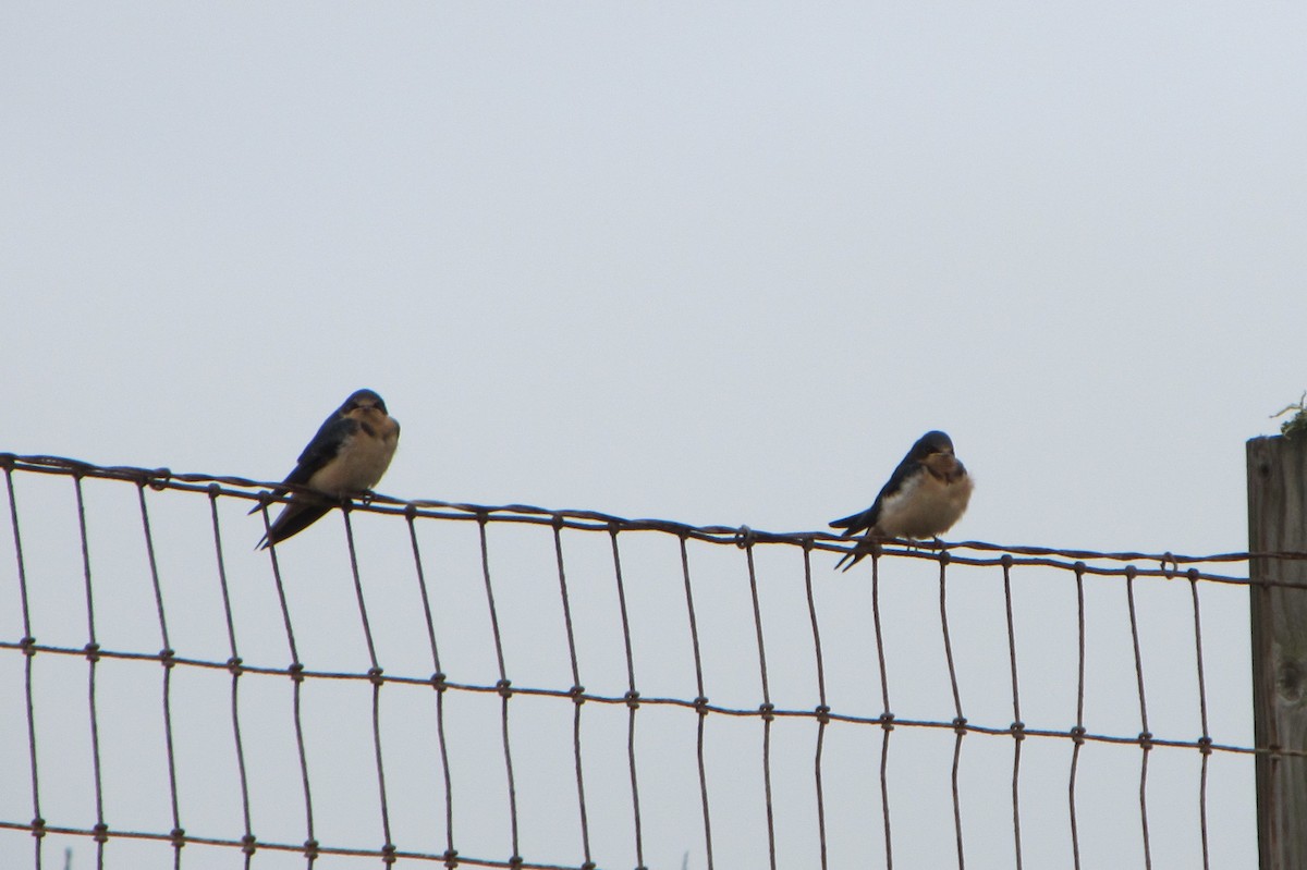 Barn Swallow - ML37708811