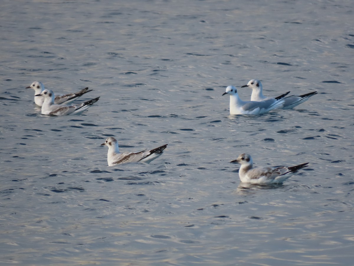 Gaviota de Bonaparte - ML377089061