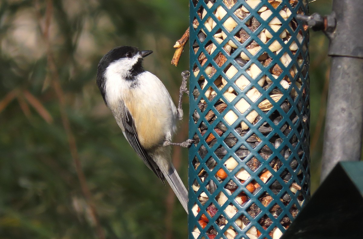 Black-capped Chickadee - ML377089411