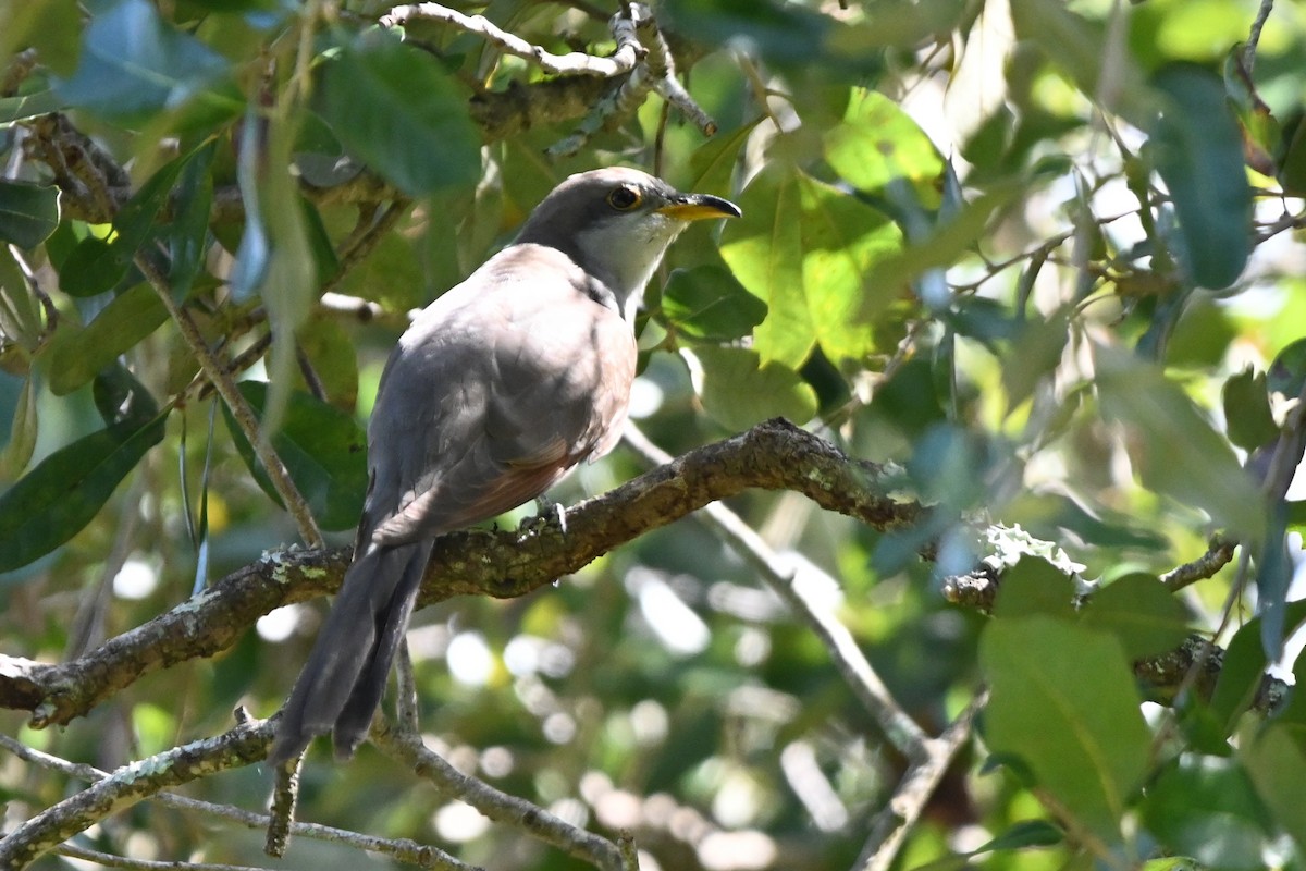 Yellow-billed Cuckoo - ML377091141