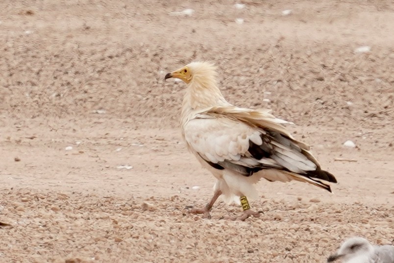 Egyptian Vulture - Daniel Winzeler