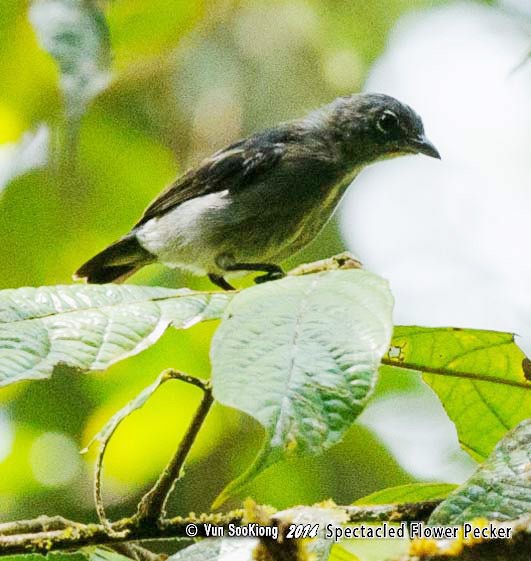 Spectacled Flowerpecker - Vun kiong