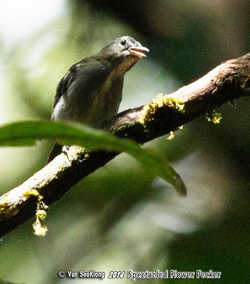 Spectacled Flowerpecker - ML377093981