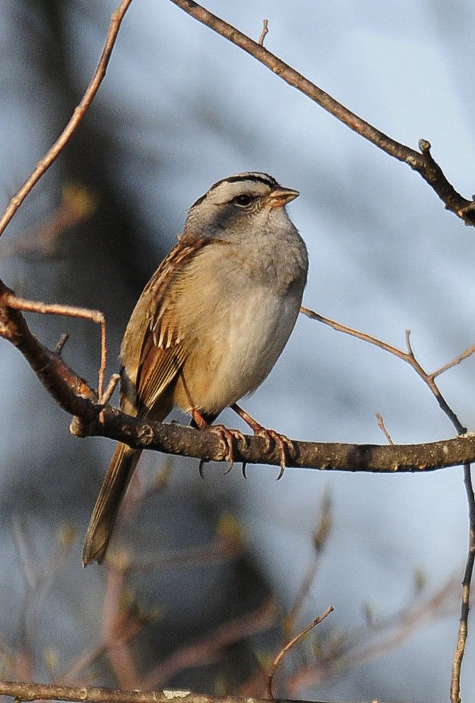 White-crowned x White-throated Sparrow (hybrid) - ML37709421