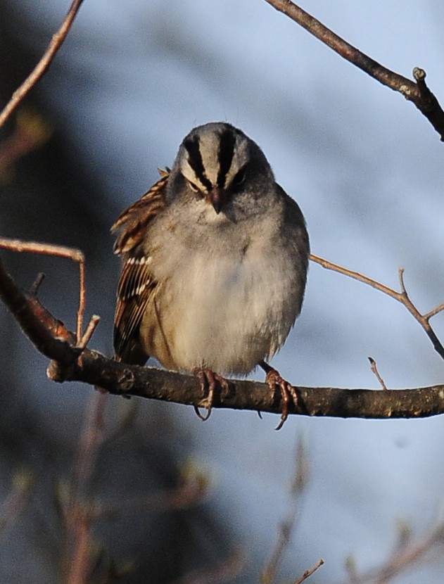 White-crowned x White-throated Sparrow (hybrid) - ML37709441