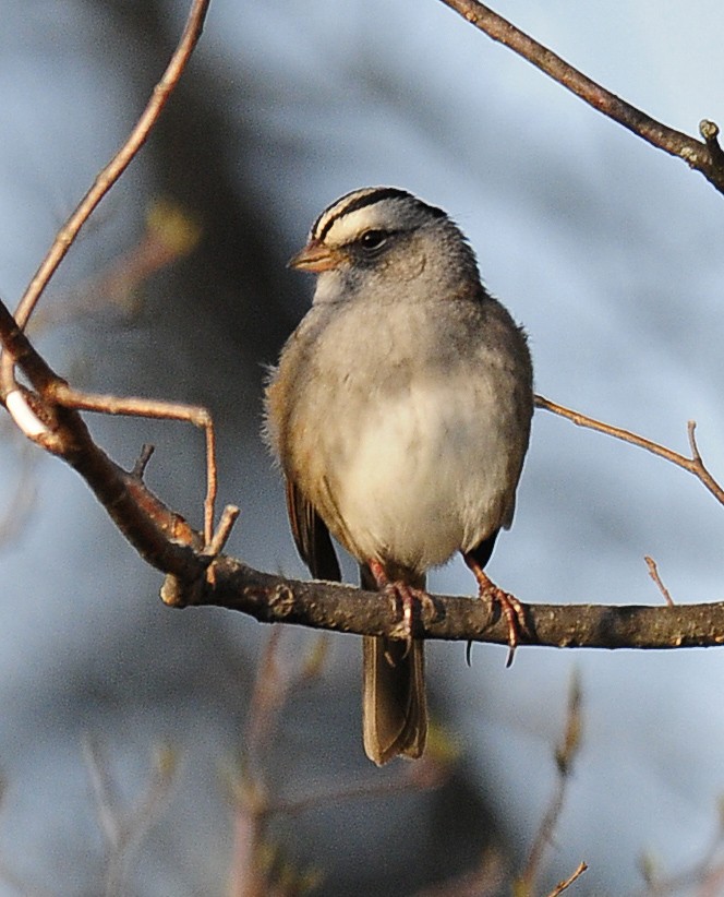 White-crowned x White-throated Sparrow (hybrid) - ML37709471