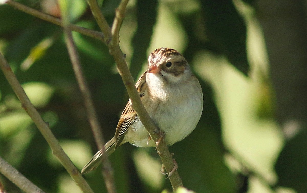 Clay-colored Sparrow - ML377095121