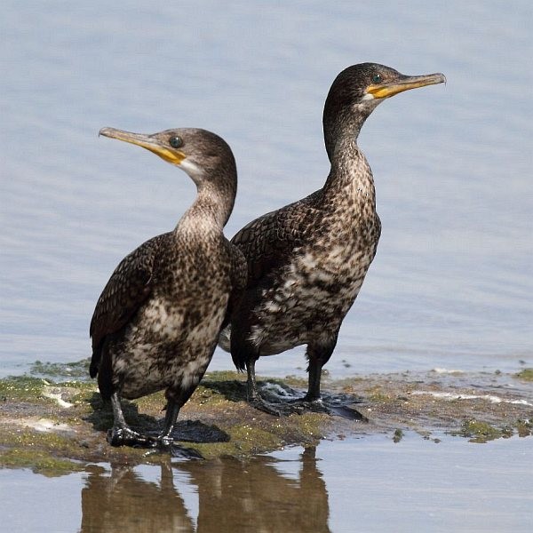 Indian Cormorant - Premasiri Mapalagama