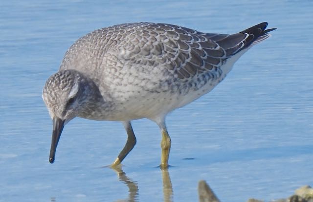 Red Knot - ML377096781