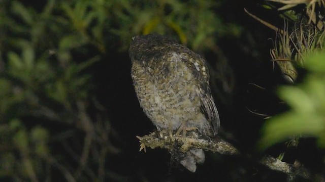 Bare-shanked Screech-Owl - ML377096841