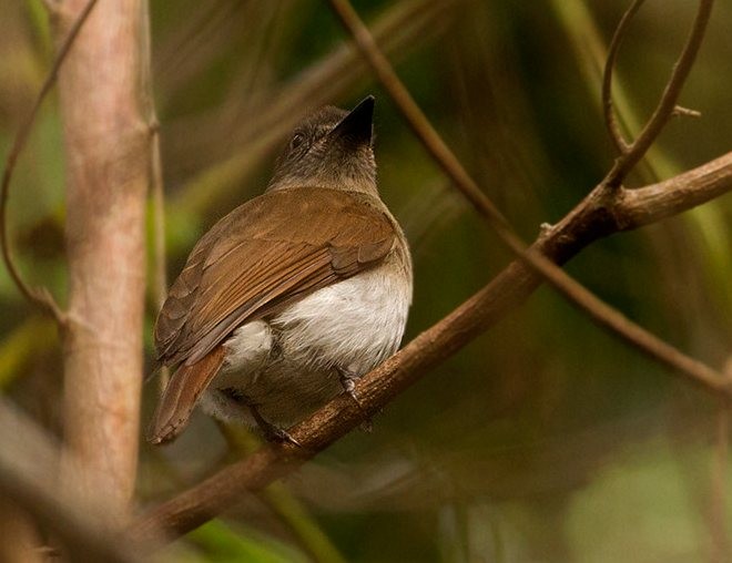 Sumba Jungle Flycatcher - ML377097061