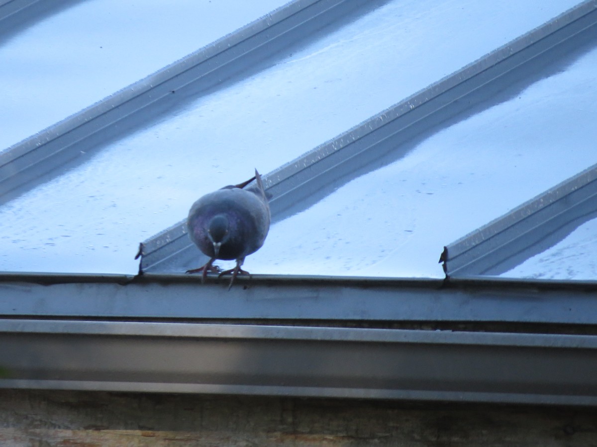 Rock Pigeon (Feral Pigeon) - ML37709731