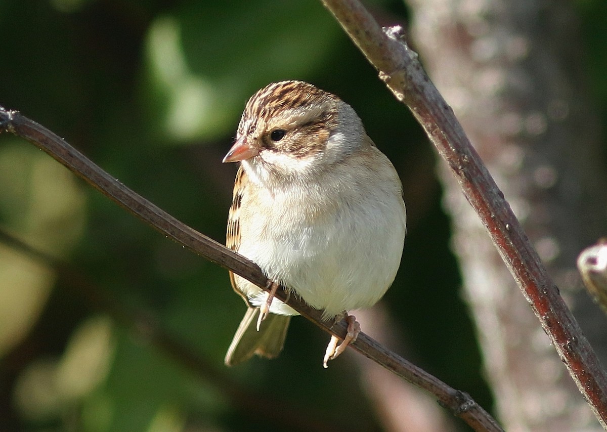 Clay-colored Sparrow - ML377097701