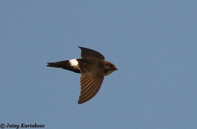 Little Swift - ML377097871