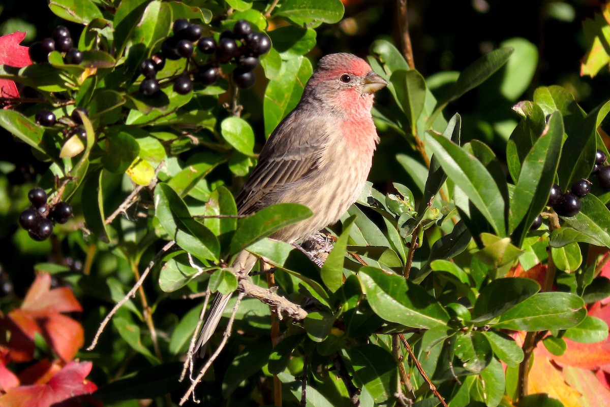 House Finch - ML377098051