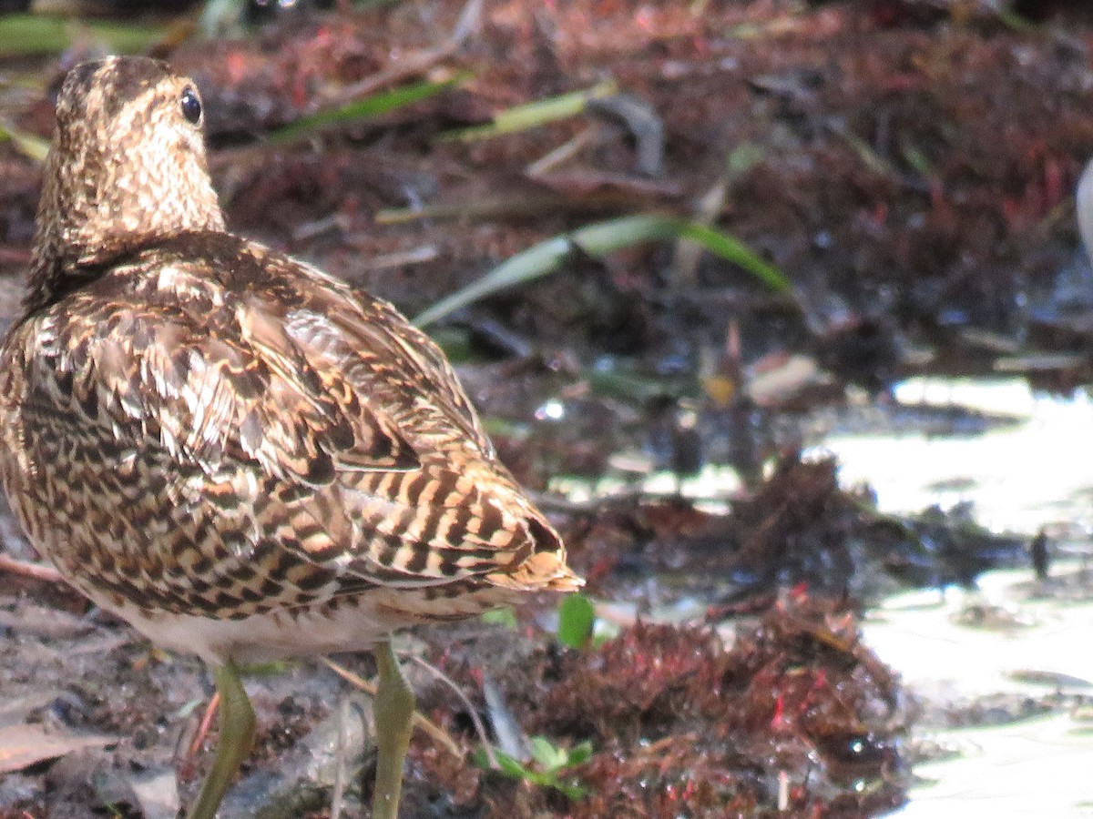 Pin-tailed Snipe - ML377099321