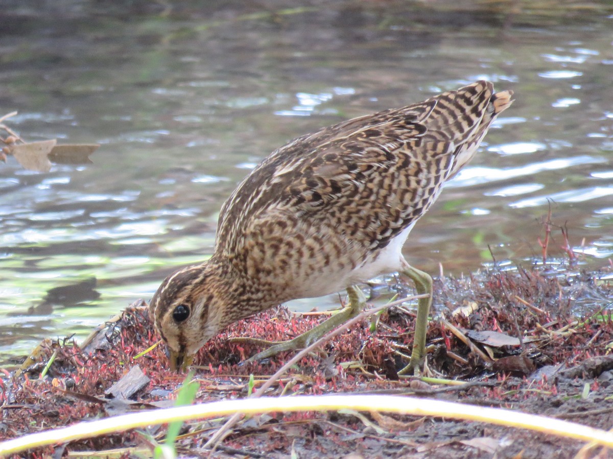 Pin-tailed Snipe - ML377099341