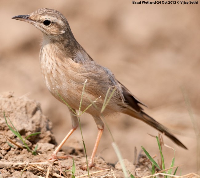 Long-billed Pipit (Persian) - ML377101011