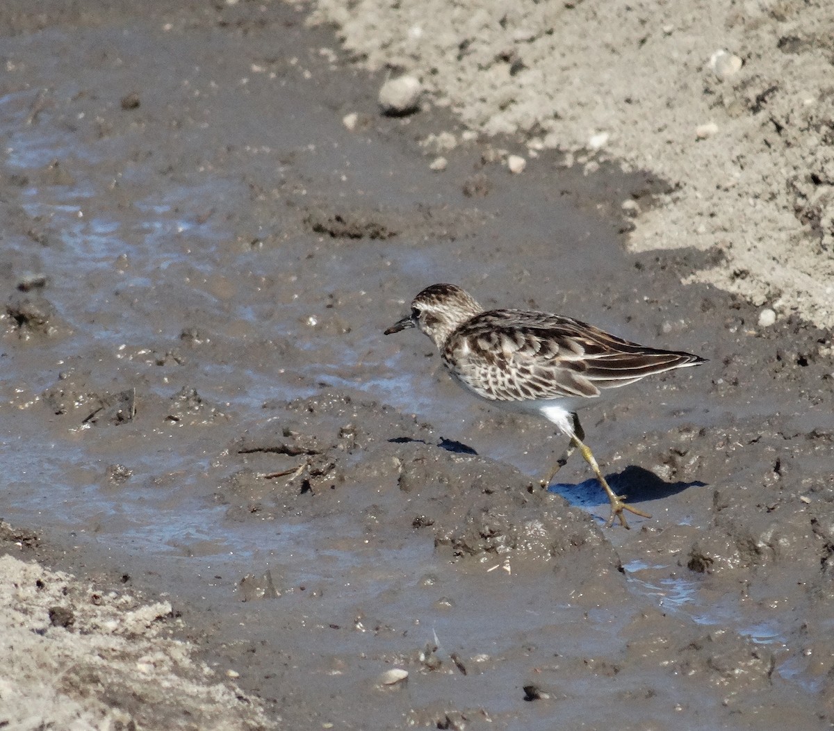 Least Sandpiper - ML37710111