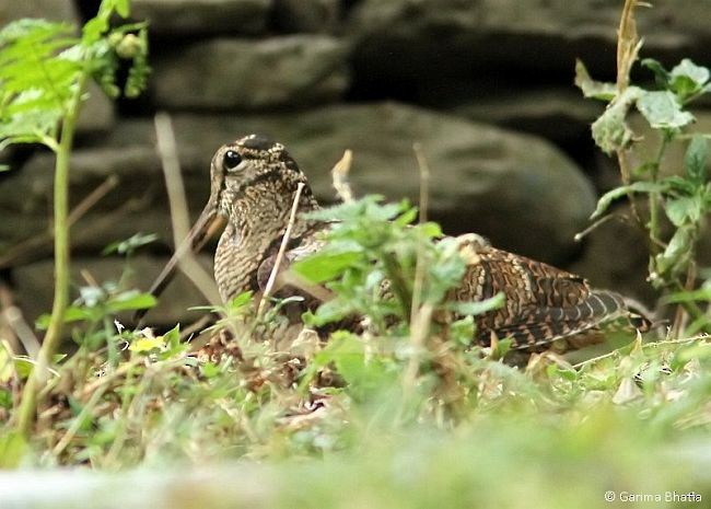 Eurasian Woodcock - ML377101221