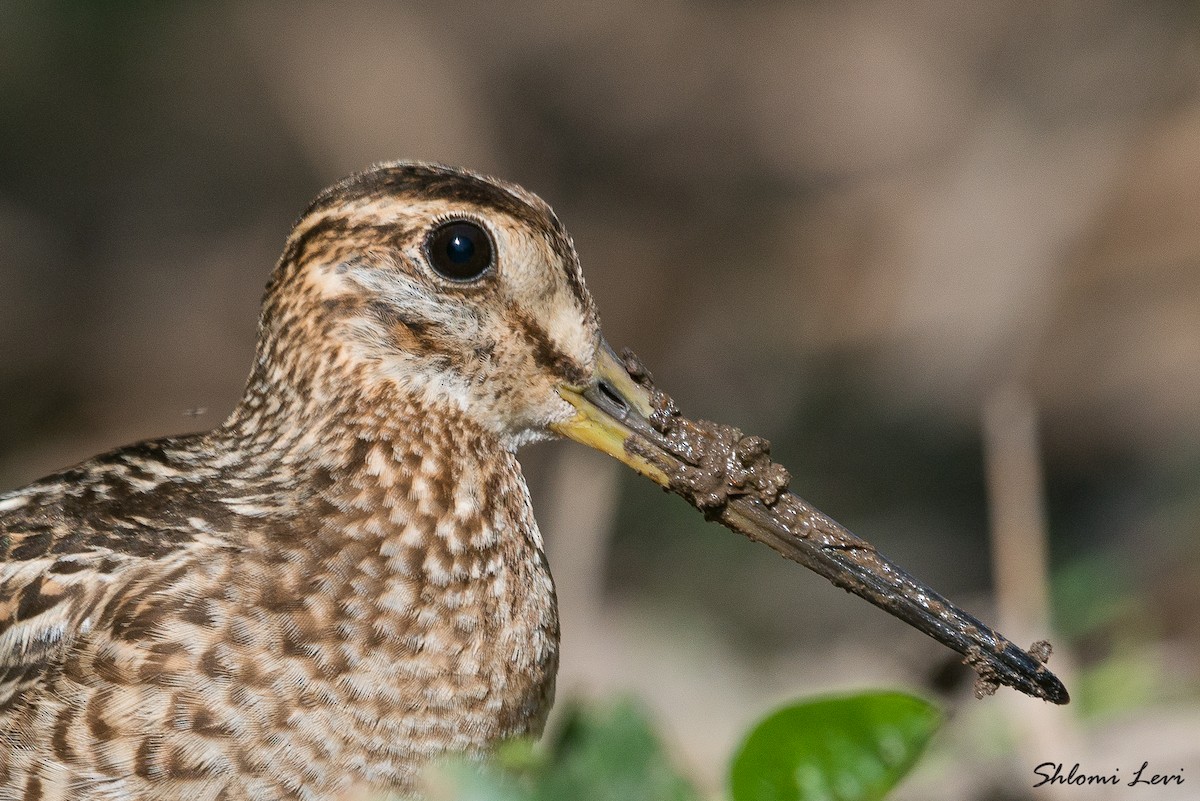 Pin-tailed Snipe - ML377101671