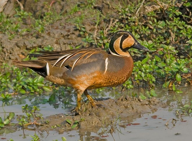 Baikal Teal - Raj Phukan