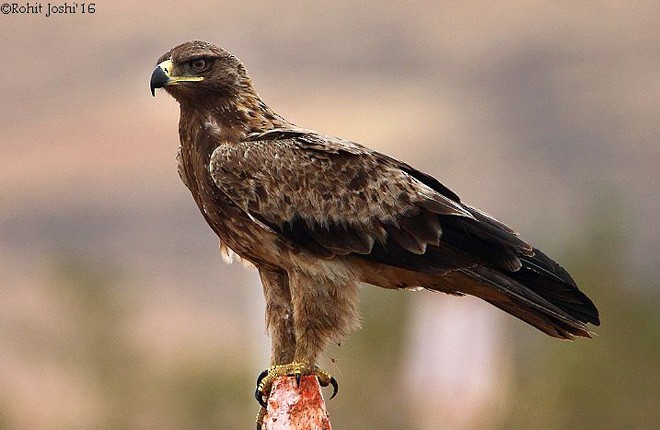 Tawny Eagle - ML377102341