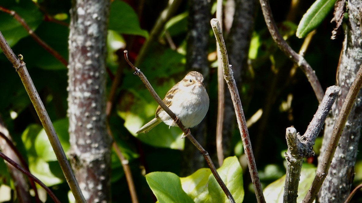 Clay-colored Sparrow - ML377102651