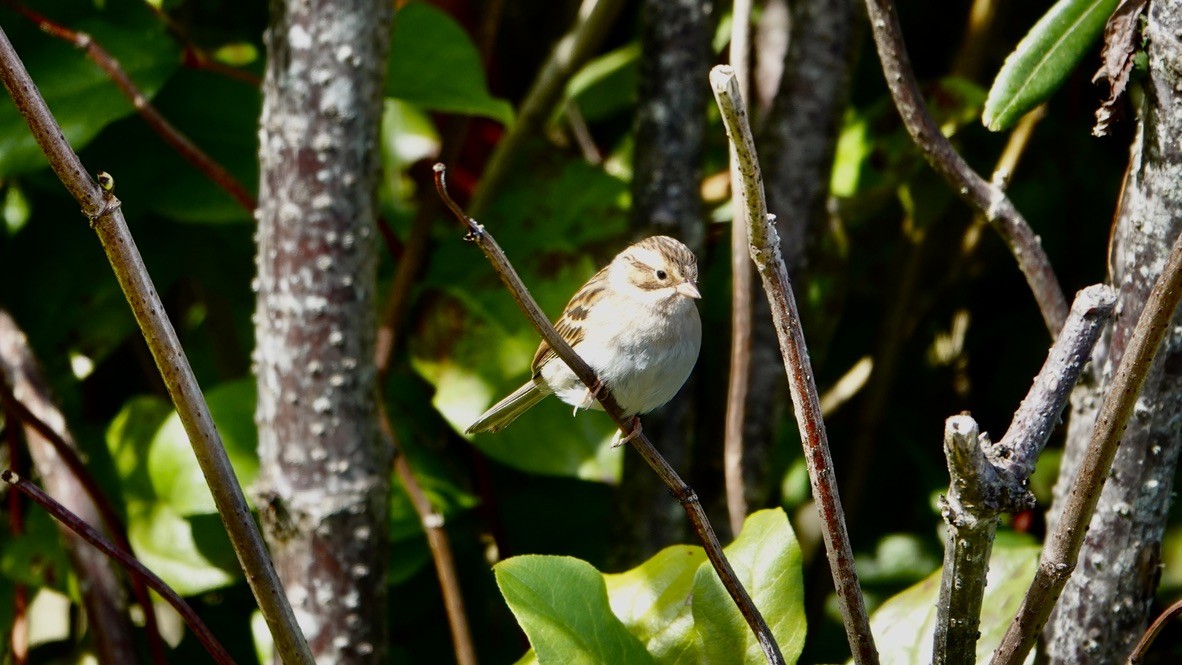 Clay-colored Sparrow - Wink Gross