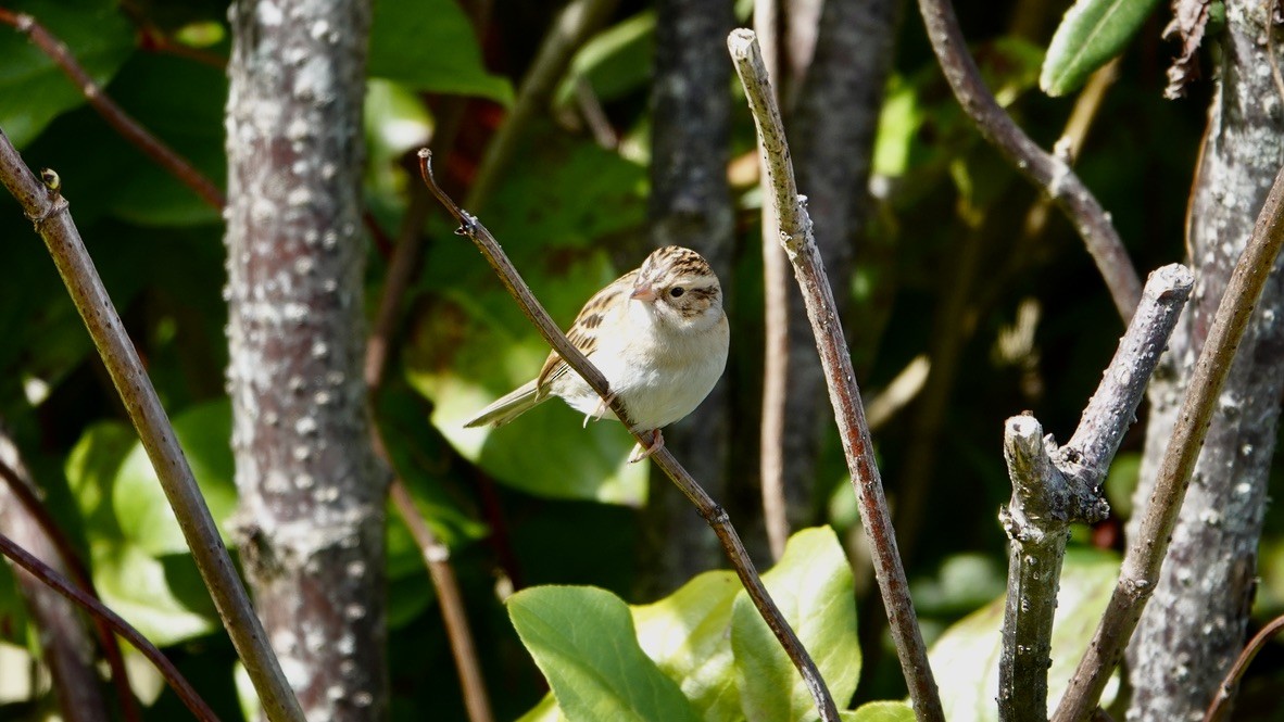 Clay-colored Sparrow - ML377102671