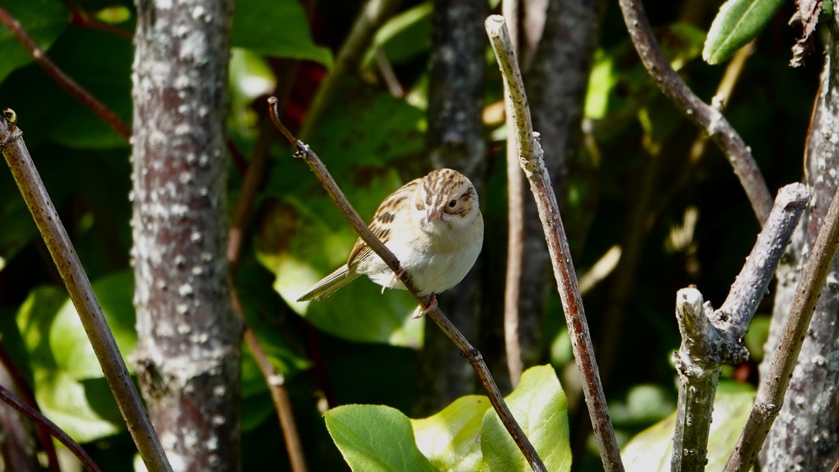Clay-colored Sparrow - ML377102691