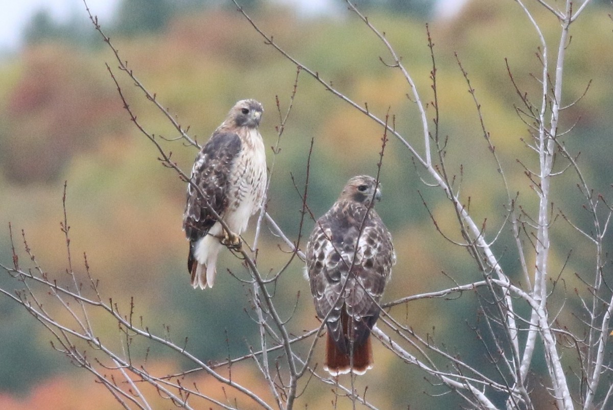 Red-tailed Hawk - ML37710281