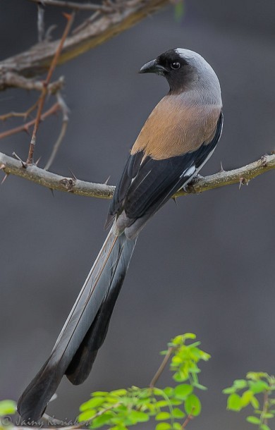 Gray Treepie - ML377102821