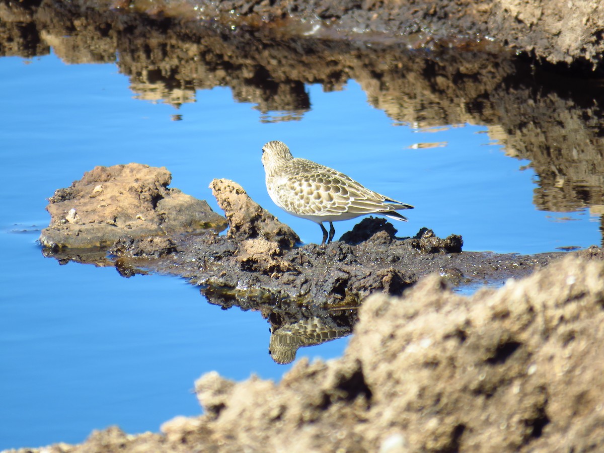 Baird's Sandpiper - ML377103381