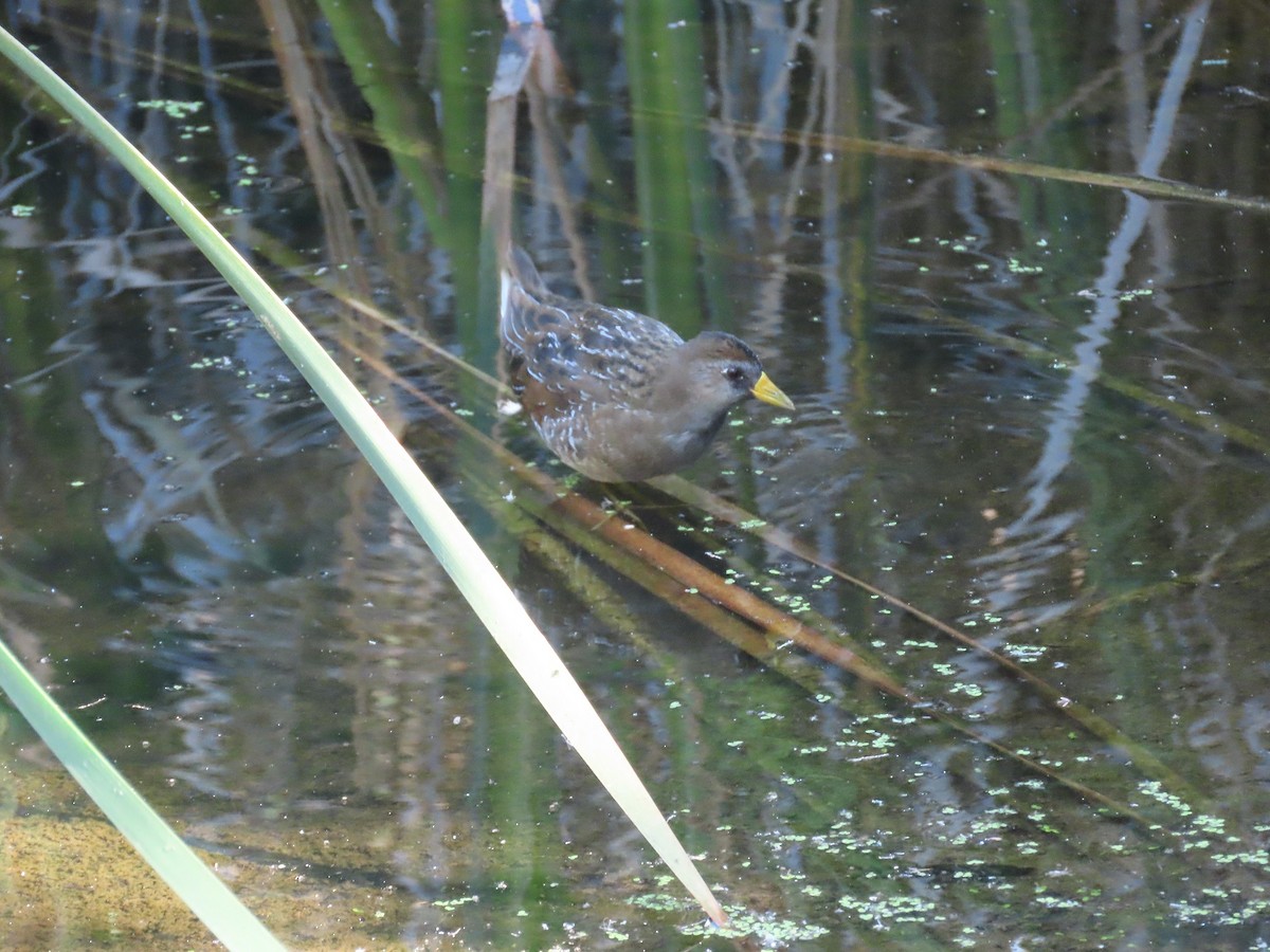 Polluela Sora - ML377103431