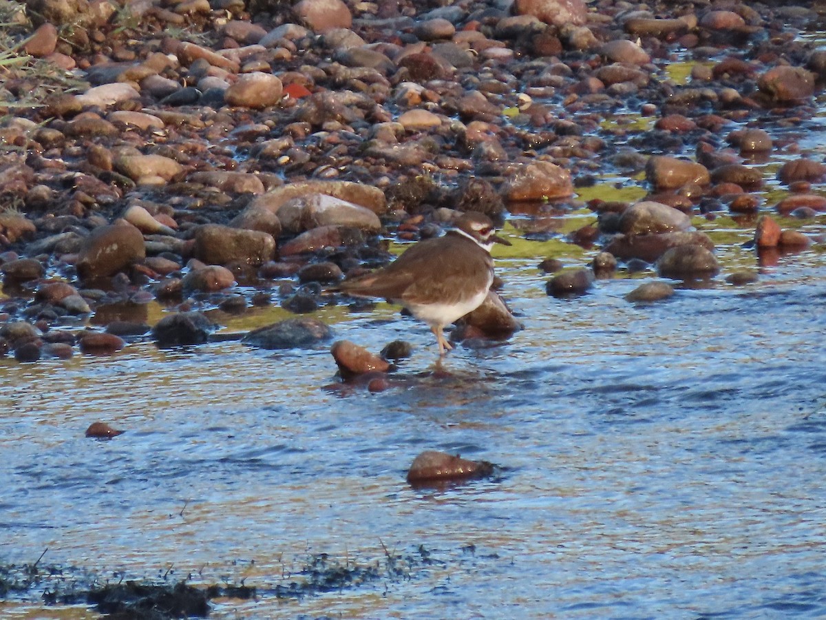 Killdeer - Anne (Webster) Leight