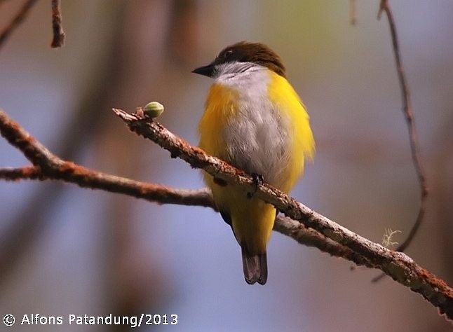 Yellow-sided Flowerpecker - Alfons Patandung