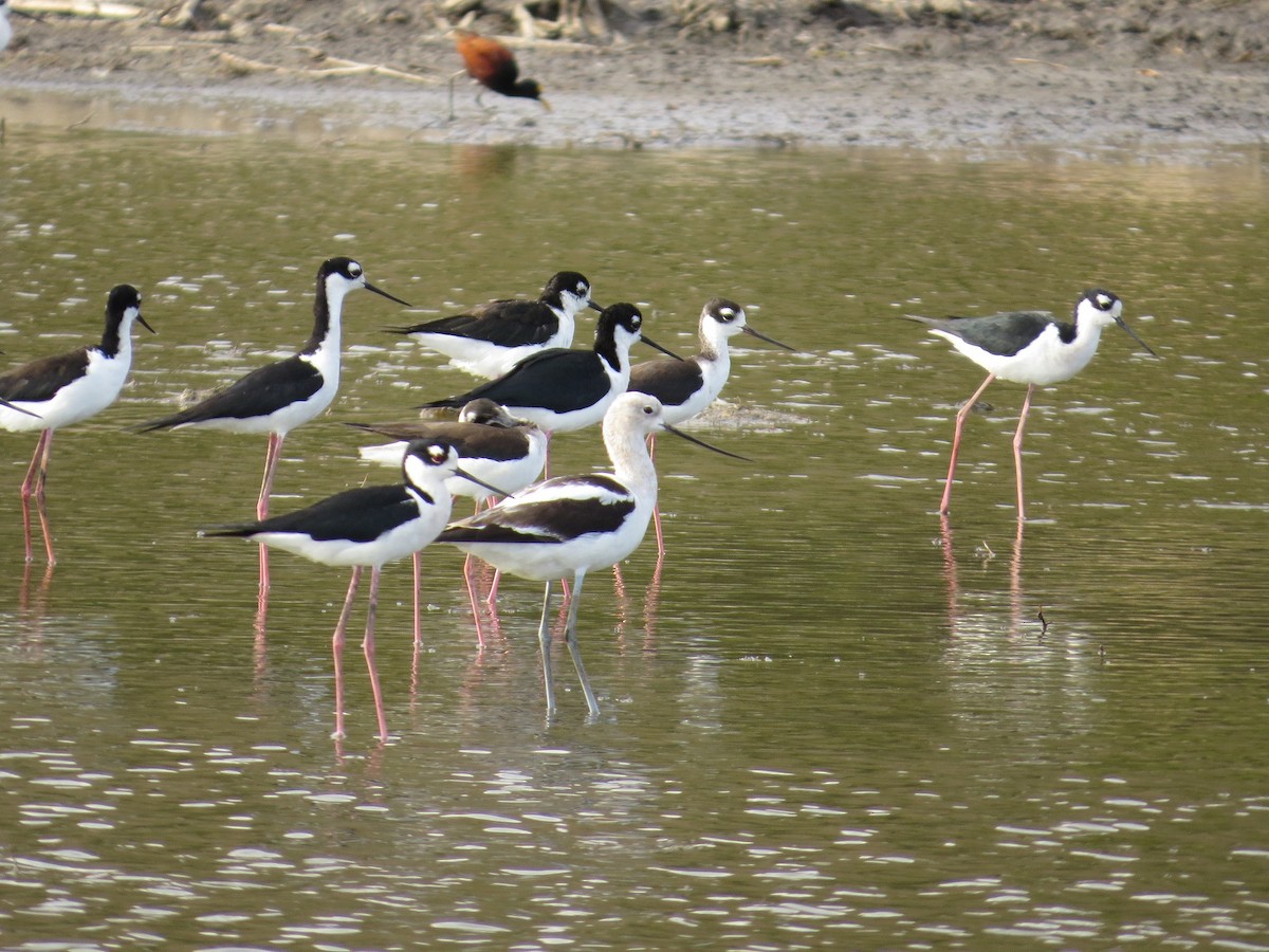 Avoceta Americana - ML37710451