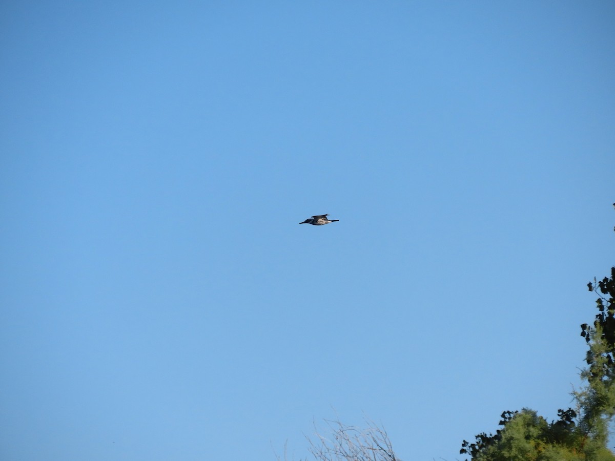 Belted Kingfisher - ML377104611