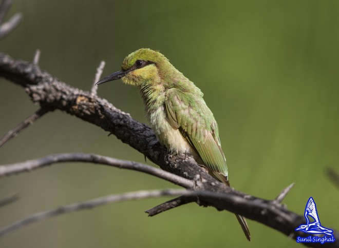 Asian Green Bee-eater - ML377104771