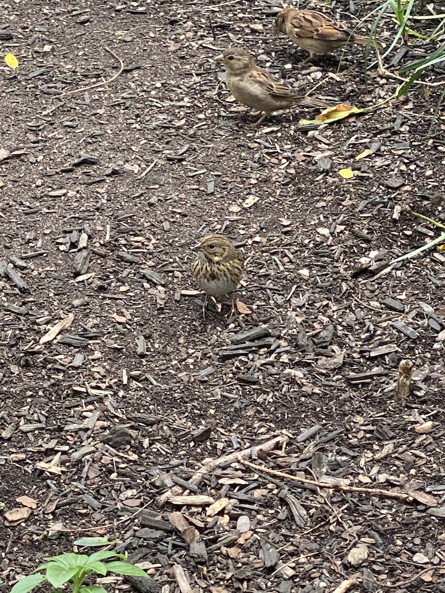 Lincoln's Sparrow - ML377104951