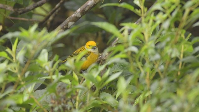 Calliste safran - ML377104991