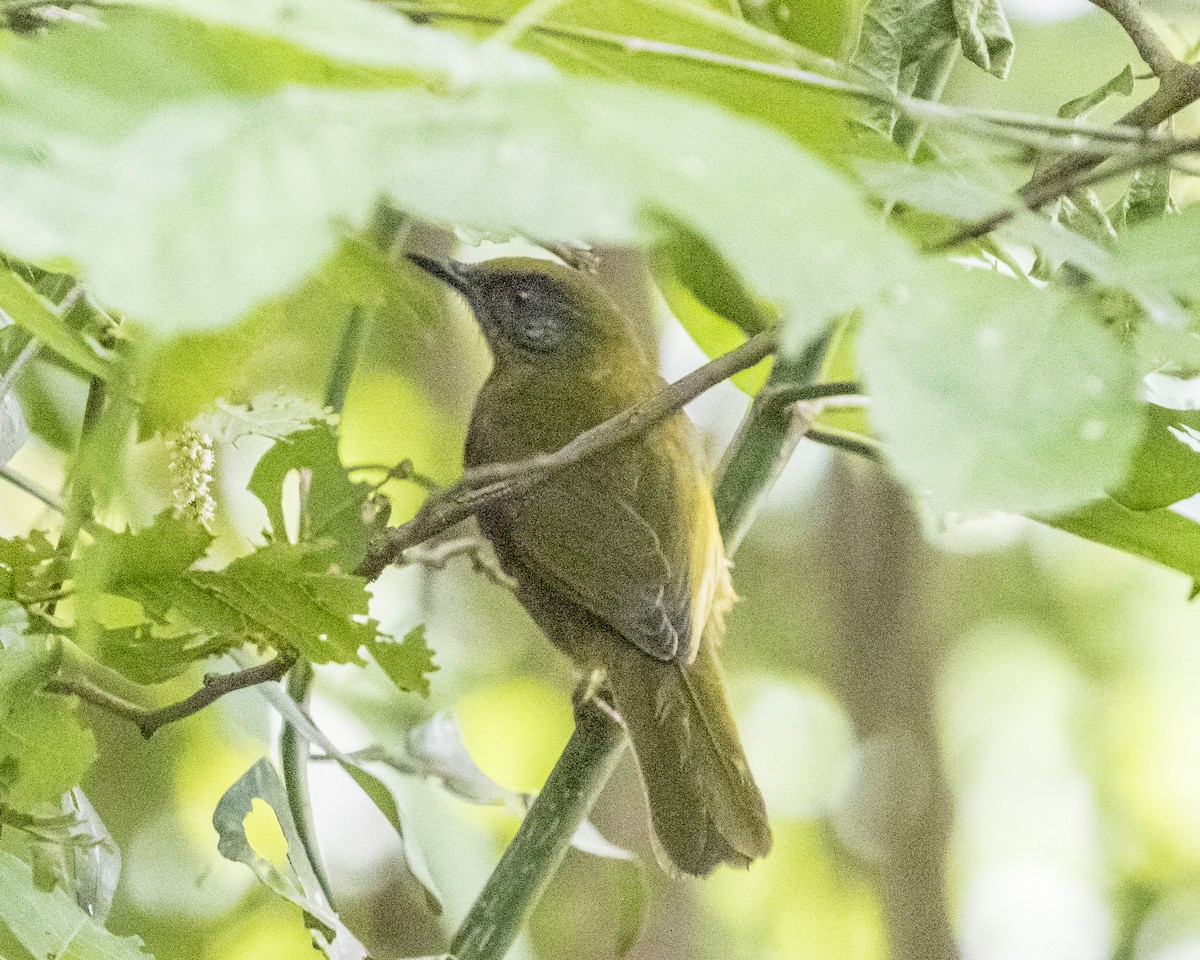 Stripe-cheeked Greenbul (Stripe-faced) - ML377105461