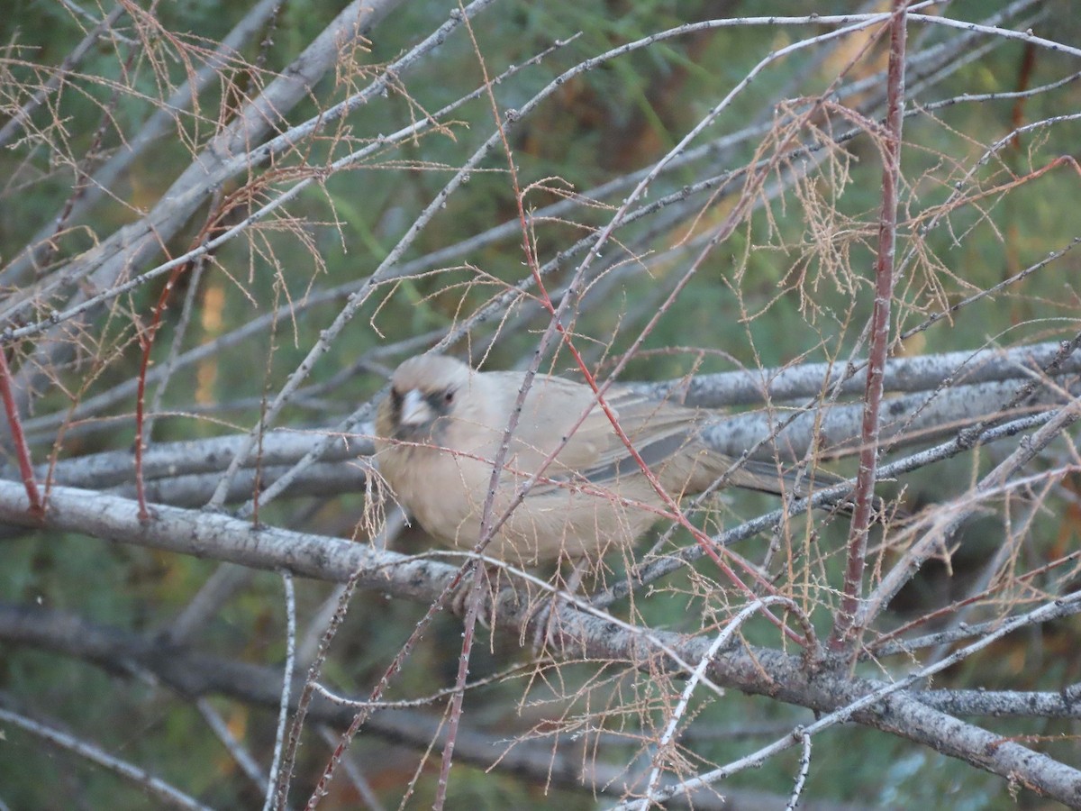 Abert's Towhee - Anne (Webster) Leight