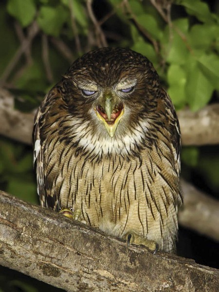 Brown Fish-Owl (Eastern) - ML377107611