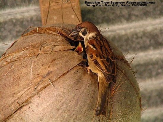 Eurasian Tree Sparrow - ML377108081