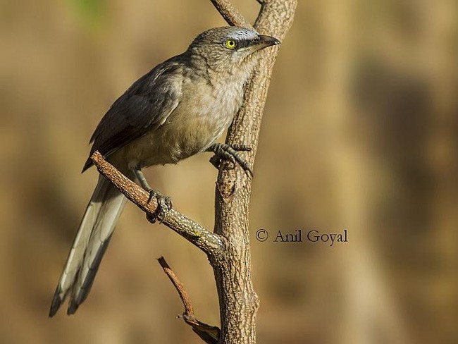 Large Gray Babbler - Anil Goyal
