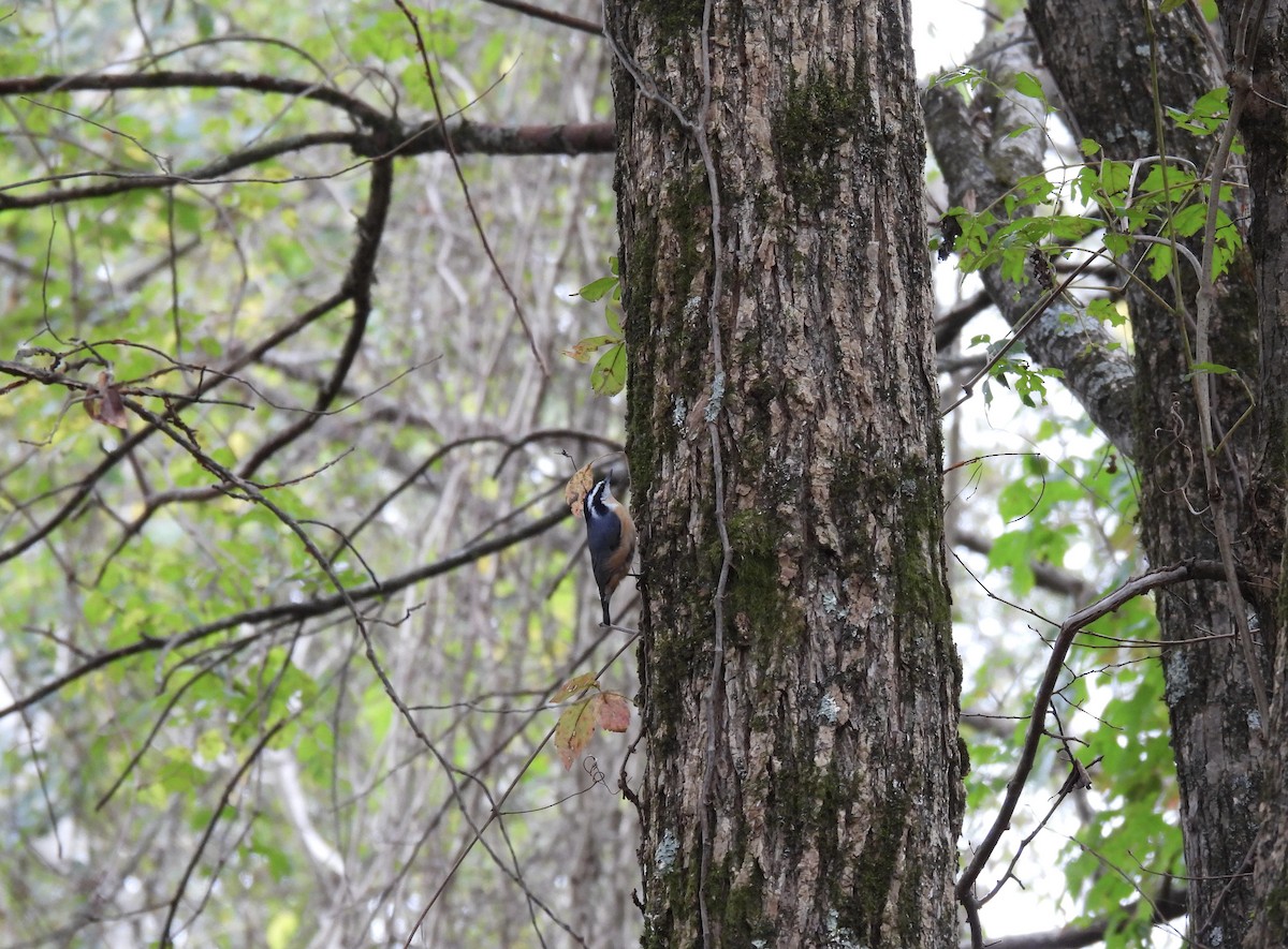 Red-breasted Nuthatch - ML377109091