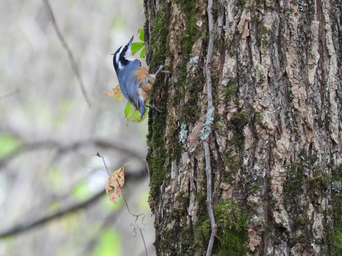Red-breasted Nuthatch - ML377109121